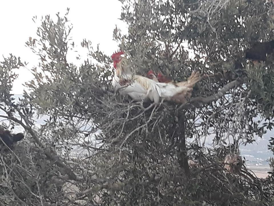 Bedouin Guest House Rumet Heib Dış mekan fotoğraf